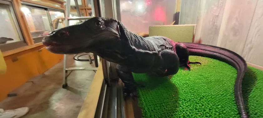 サルバトールモニターメラニンスティック