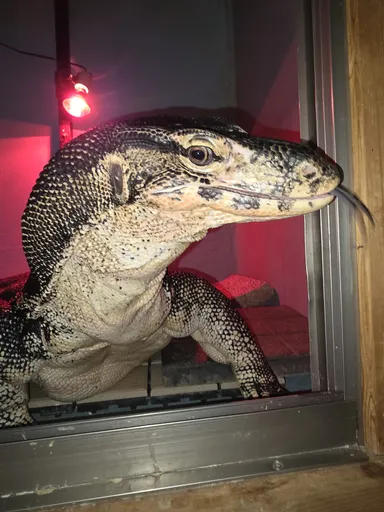 サルバトールモニター スマトラ産