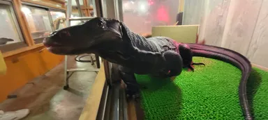 サルバトールモニターメラニンスティック