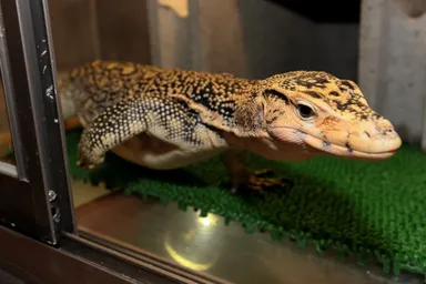 セレベンシスモニター