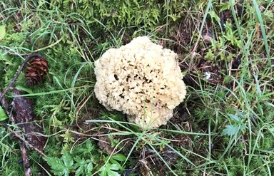 野生のハナビラタケ