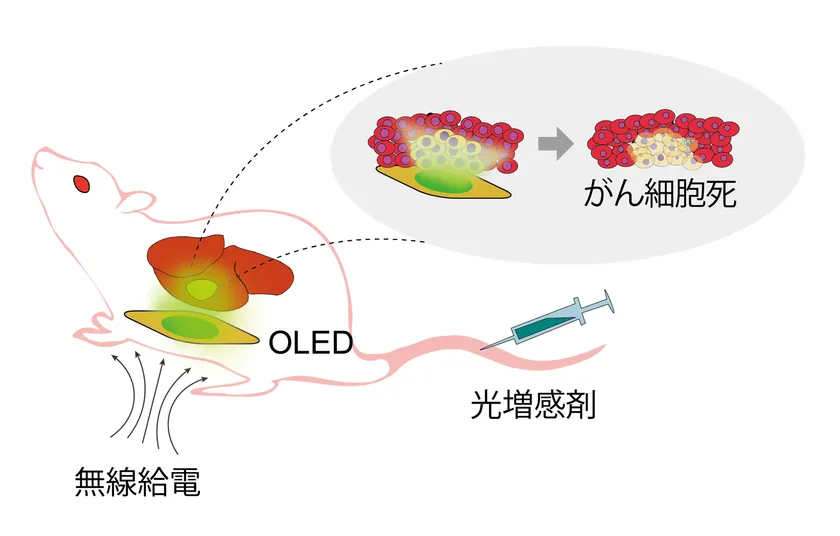 新しい光がん治療の概念図