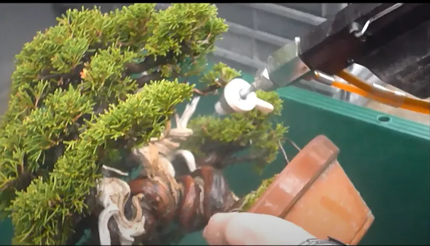 盆栽の洗浄