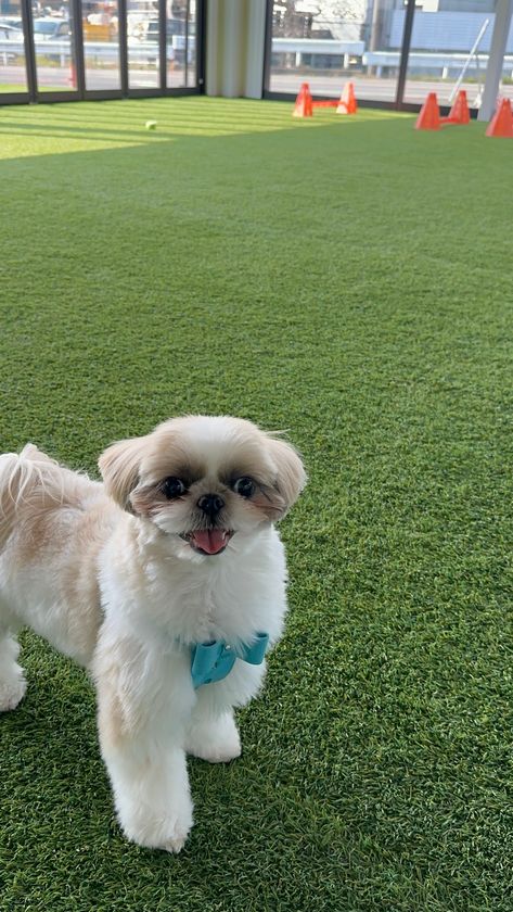 猛暑でも快適に！エアコン完備の室内ドッグラン「コルク」
夏の利用急増中！