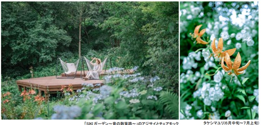 ROKKO森の音ミュージアム
SIKIガーデンSummer Season
アジサイ、バラ、ユリに彩られた
避暑地のナチュラルガーデン
2025年6月21日（土）～8月22日（金）
