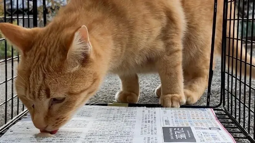 猫の安心安全を追求した捕獲機トラスケ