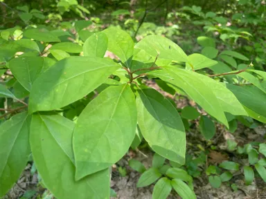 【八ッ杉和ハーブロード】にて