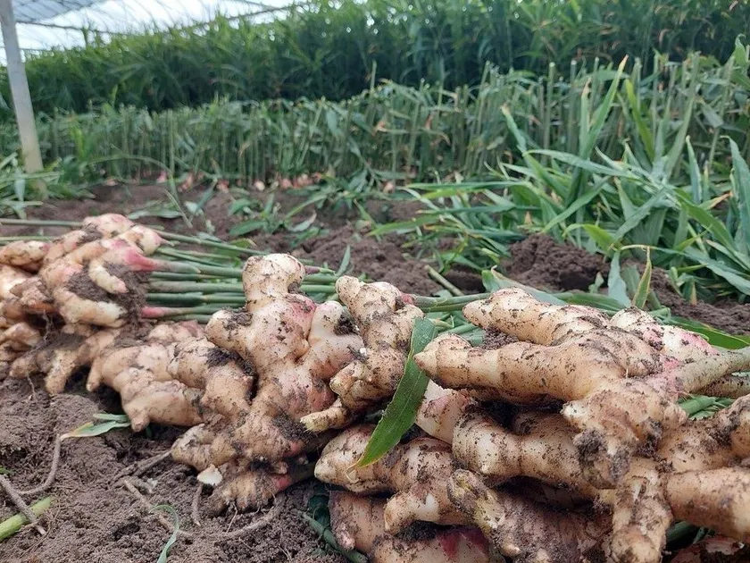 砂地栽培の畑からみずみずしい新しょうがが収穫されます(田村農園 提供)