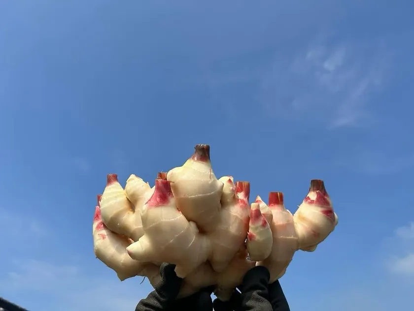 砂地栽培の畑からみずみずしい新しょうがが収穫されます(田村農園 提供)