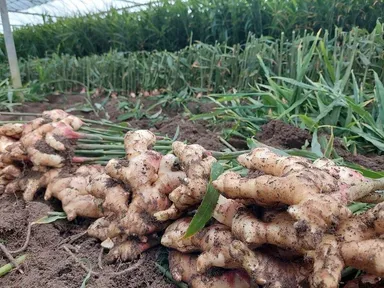 砂地栽培の畑からみずみずしい新しょうがが収穫されます(田村農園　提供)