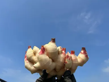 砂地栽培の畑からみずみずしい新しょうがが収穫されます(田村農園　提供)