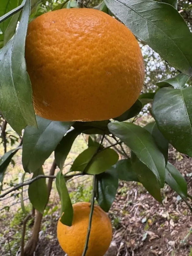甘夏