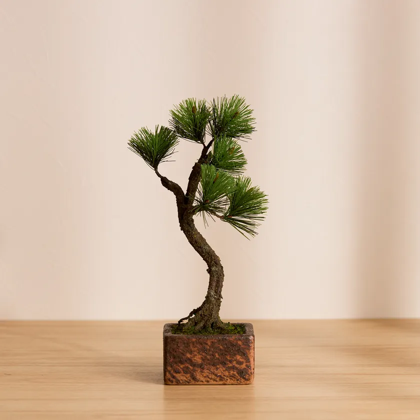 Bunjin 正面 on the 信楽焼鉢