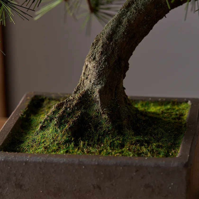 「A-BONSAI(R)Moyogi 信楽焼鉢」アップ