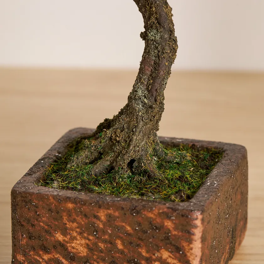 「A-BONSAI(R)Bunjin 信楽焼鉢」アップ