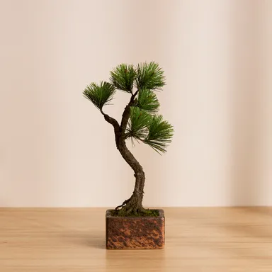 Bunjin 正面 on the 信楽焼鉢