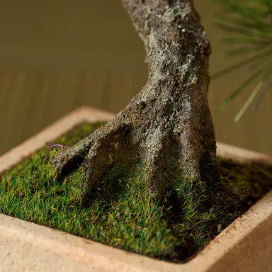 「A-BONSAI(R)Moyogi Light 信楽焼鉢」アップ