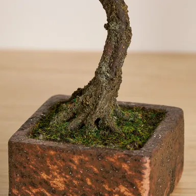 「A-BONSAI(R)Bunjin 信楽焼鉢」アップ