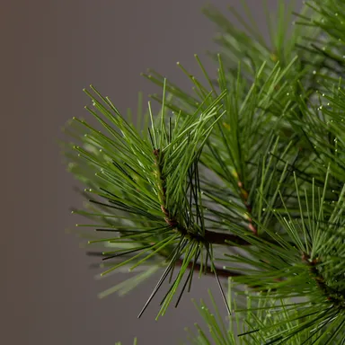 「A-BONSAI(R)Moyogi 信楽焼鉢」枝棚アップ