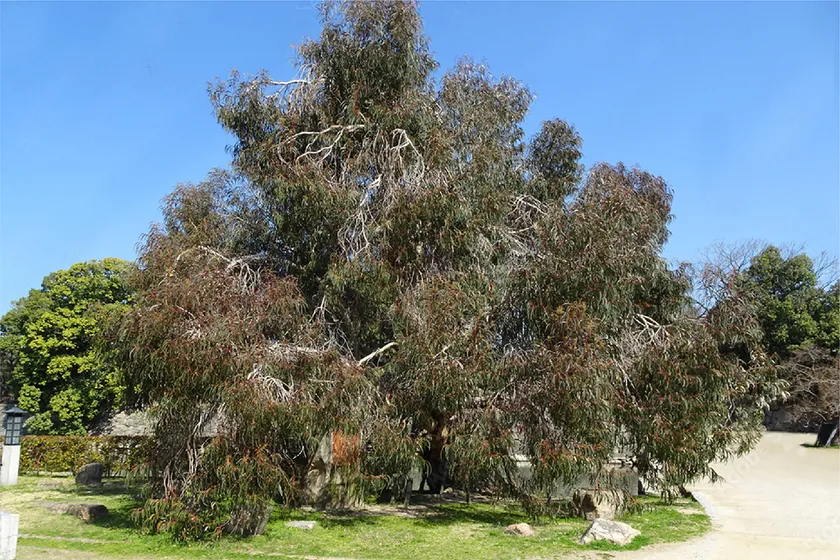 被爆樹木のユーカリ/広島城址公園