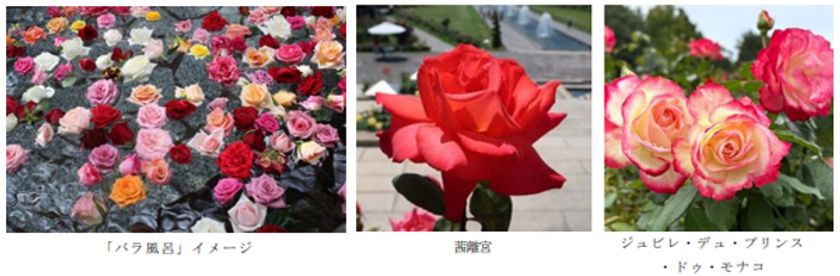 有馬温泉 太閤の湯×須磨離宮公園 コラボ企画
約1,000輪の「バラ風呂」で優雅なひとときを
5月17日（土）限定