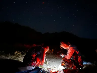 ウミガメ孵化調査