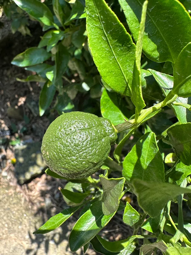 摘果不知火 実物