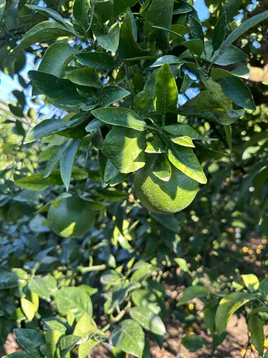 秋の摘果不知火