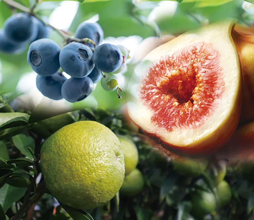 和歌山の素材を積極使用