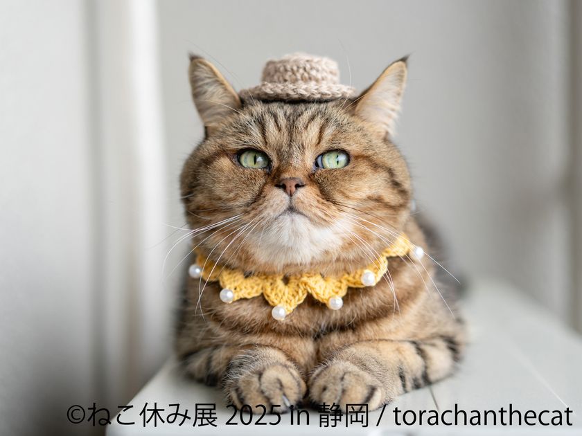 ねこ休み展 展示作品：寅ちゃん