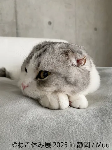 ねこ休み展 展示作品：Muu