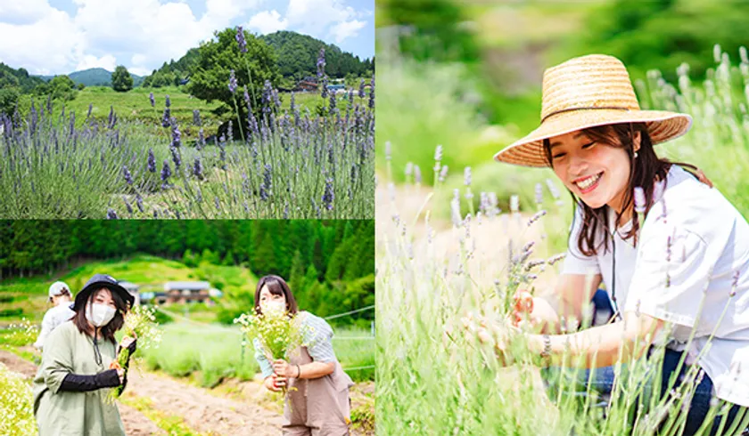 当日は、ラベンダーの原種「イングリッシュラベンダー」を収穫していただきます