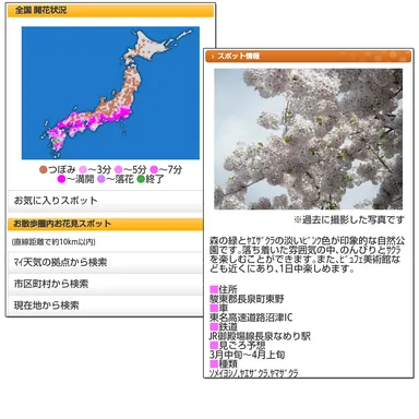 お花見情報 サンプルイメージ