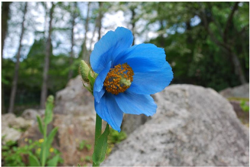 六甲高山植物園 世界中のあこがれの高山植物！
秘境の花「ヒマラヤの青いケシ」が開花