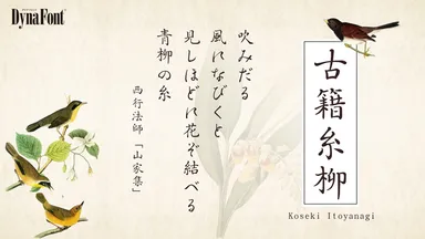 古籍糸柳(こせきいとやなぎ)