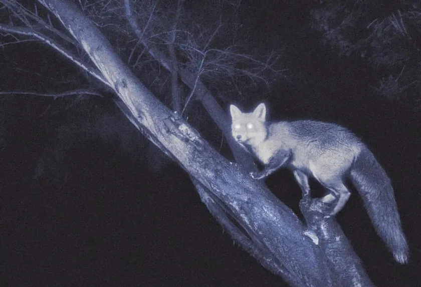 暗闇の中でも狐が木に登っている様子が見える