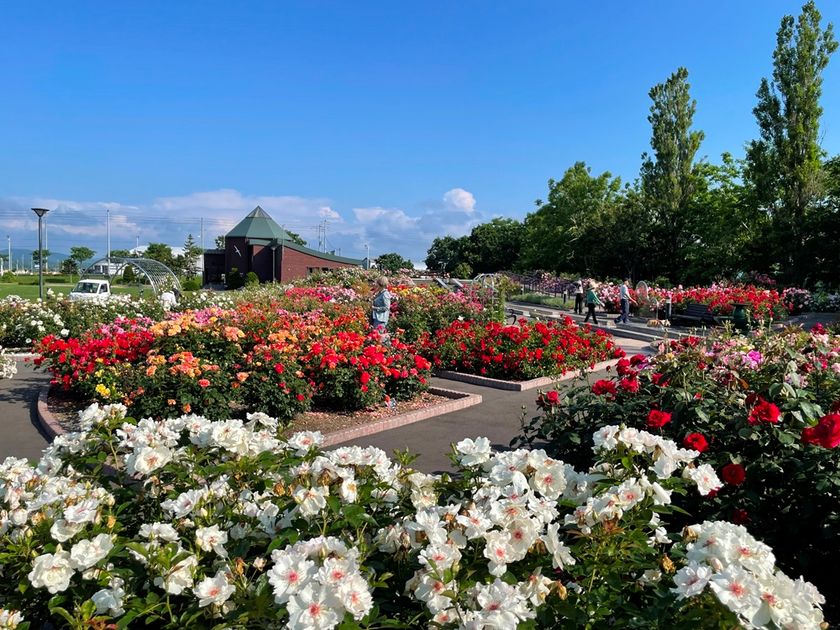 『はぼろバラフェスティバル2025』開催します