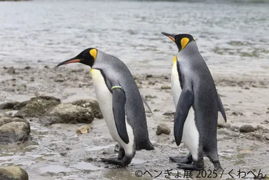 ペンギン 展示作品：くわぺん