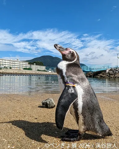 ペンギン 展示作品：渓谷旅人
