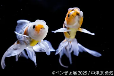 金魚 展示作品：中津原勇気(1)