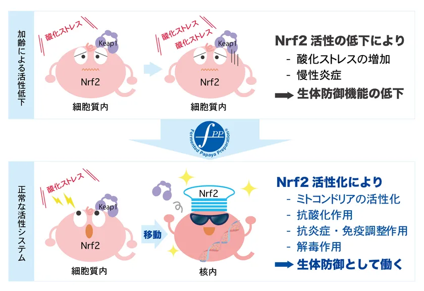 Nrf2活性の加齢による低下とFPPによる正常化