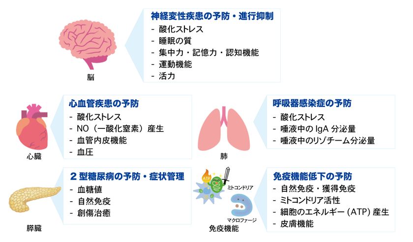 FPPによるヒトでの抗炎症および改善効果