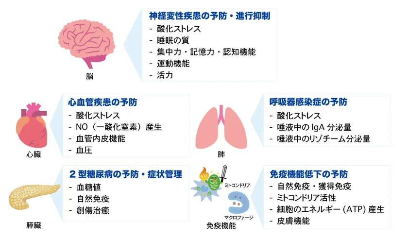 FPPによるヒトでの抗炎症および改善効果