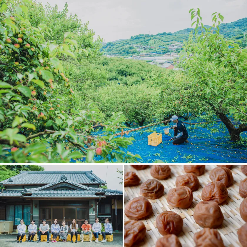 和歌山県みなべ町の梅農家「梅ボーイズ」