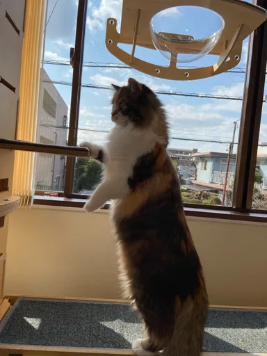 お泊り猫の様子(6)