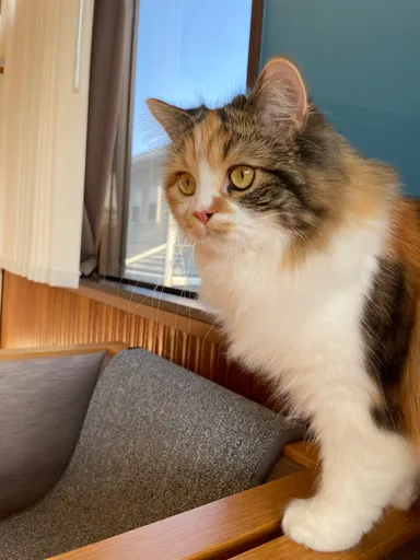 お泊り猫の様子(9)