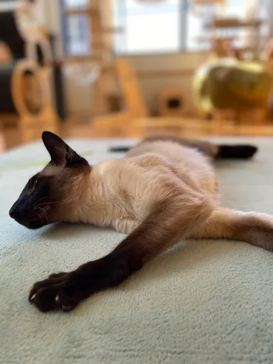 お泊り猫の様子(12)