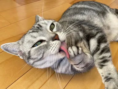 お泊り猫の様子(14)