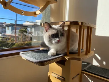 お泊り猫の様子(2)