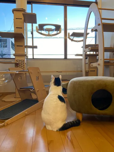 お泊り猫の様子(3)